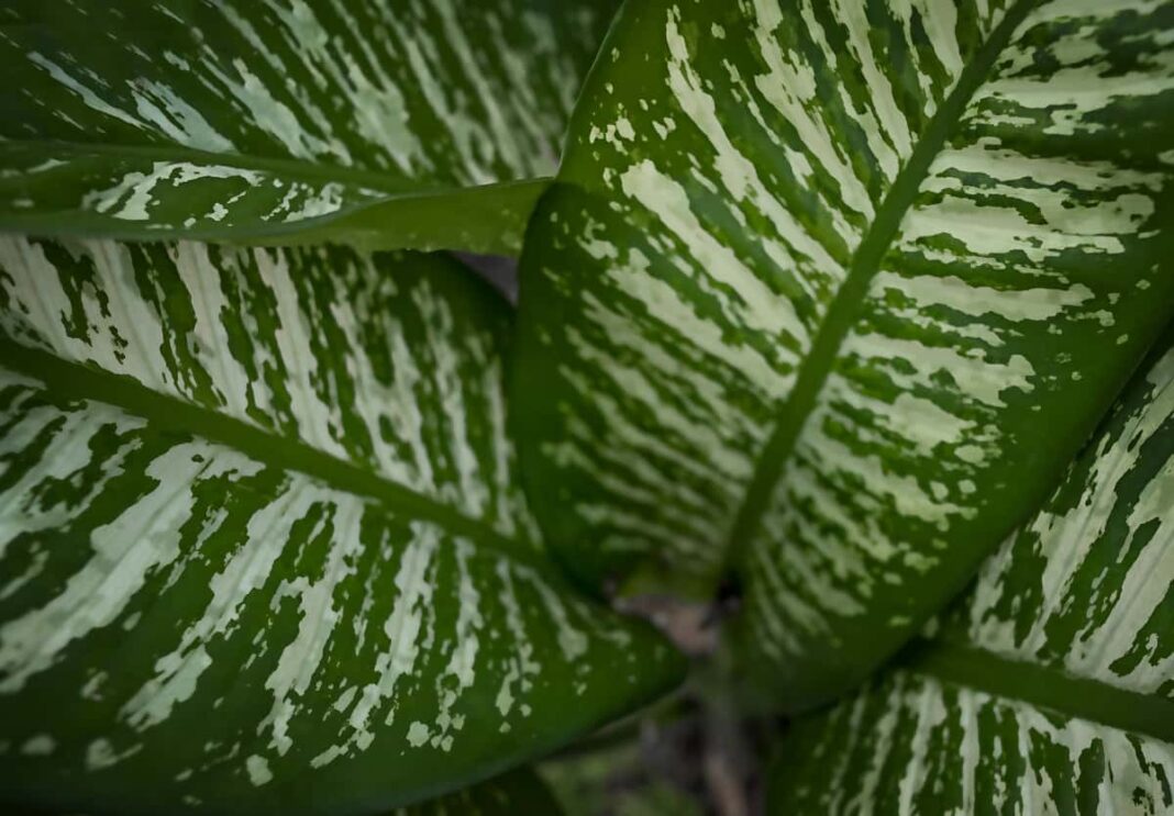 Sve što treba da znate o sobnoj biljci difenbahija
